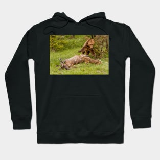 Grizzly Chasing Wolf Hoodie